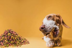 Чому ветаптека Зоохаб приваблює власників домашніх тварин