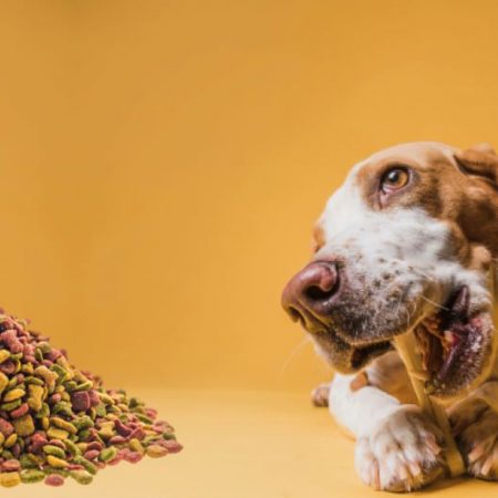 Чому ветаптека Зоохаб приваблює власників домашніх тварин